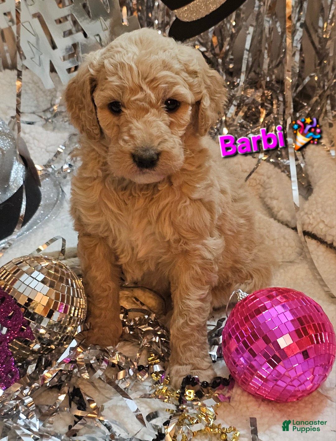 Goldendoodle dogs for sale: Barbi - Ad 1
