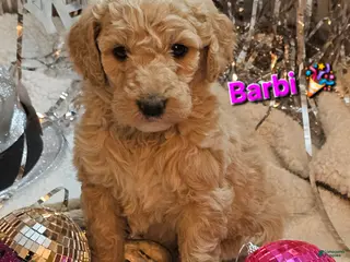 Goldendoodle dogs Barbi - Ad 10