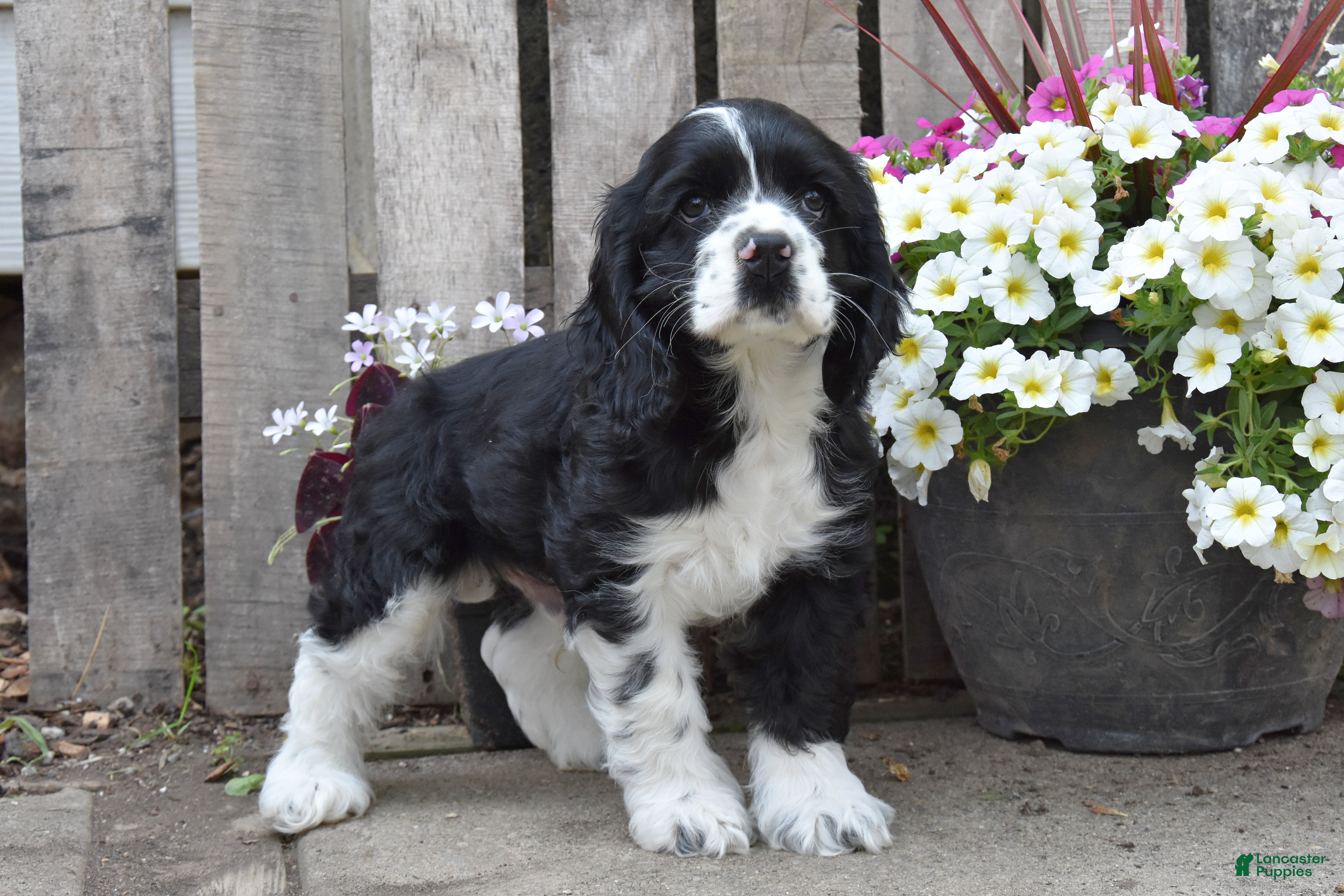 Cocker Spaniel dogs Dustin - Ad 1
