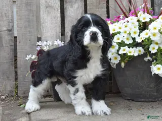 Cocker Spaniel dogs for sale: Dustin - Ad 2