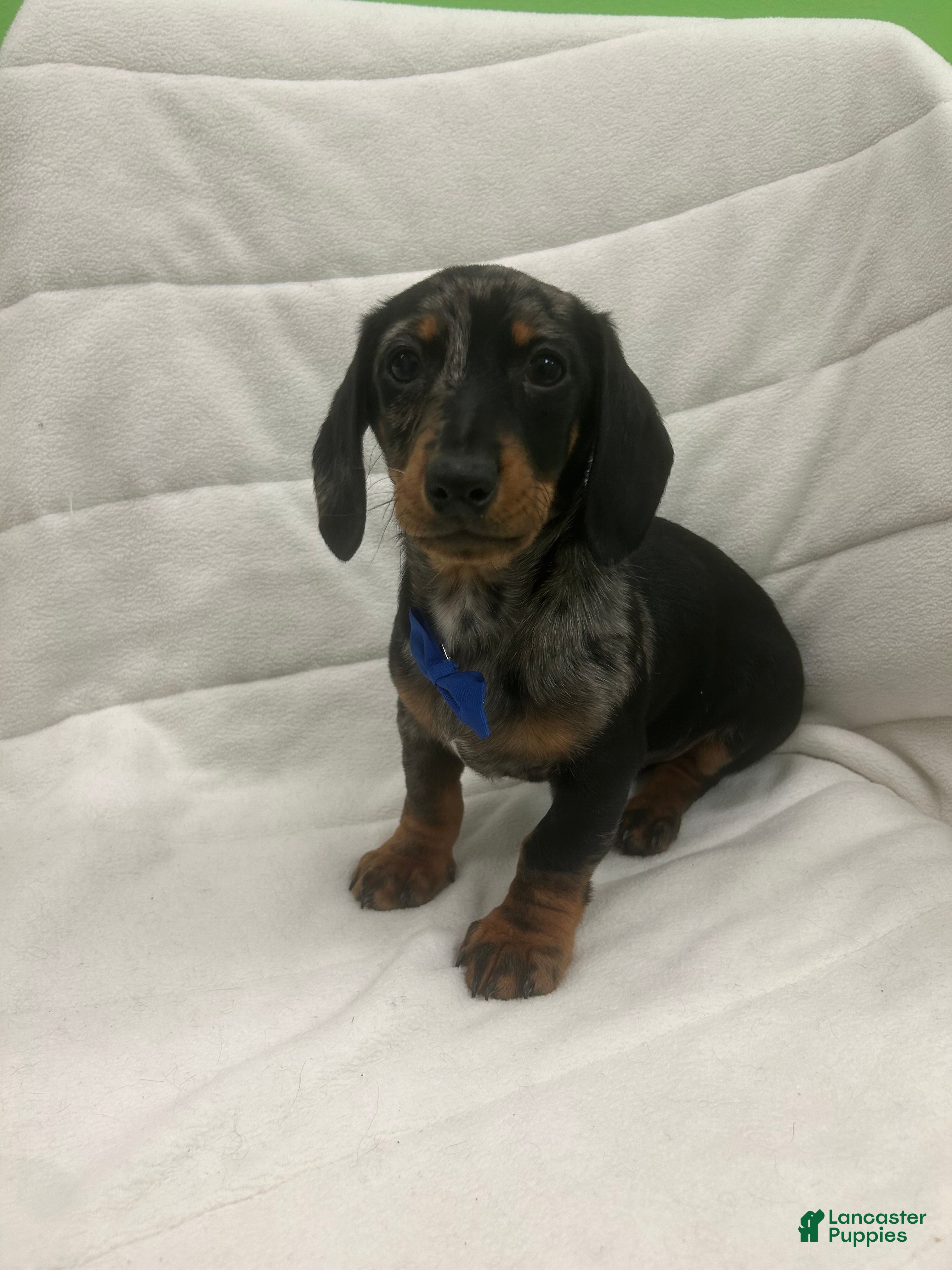 Miniature Dachshund dogs Miniature Dachshund Puppy 1 - Ad 1