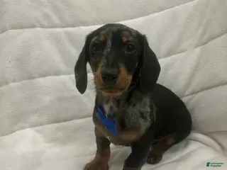 Miniature Dachshund dogs Miniature Dachshund Puppy 1 - Ad 35