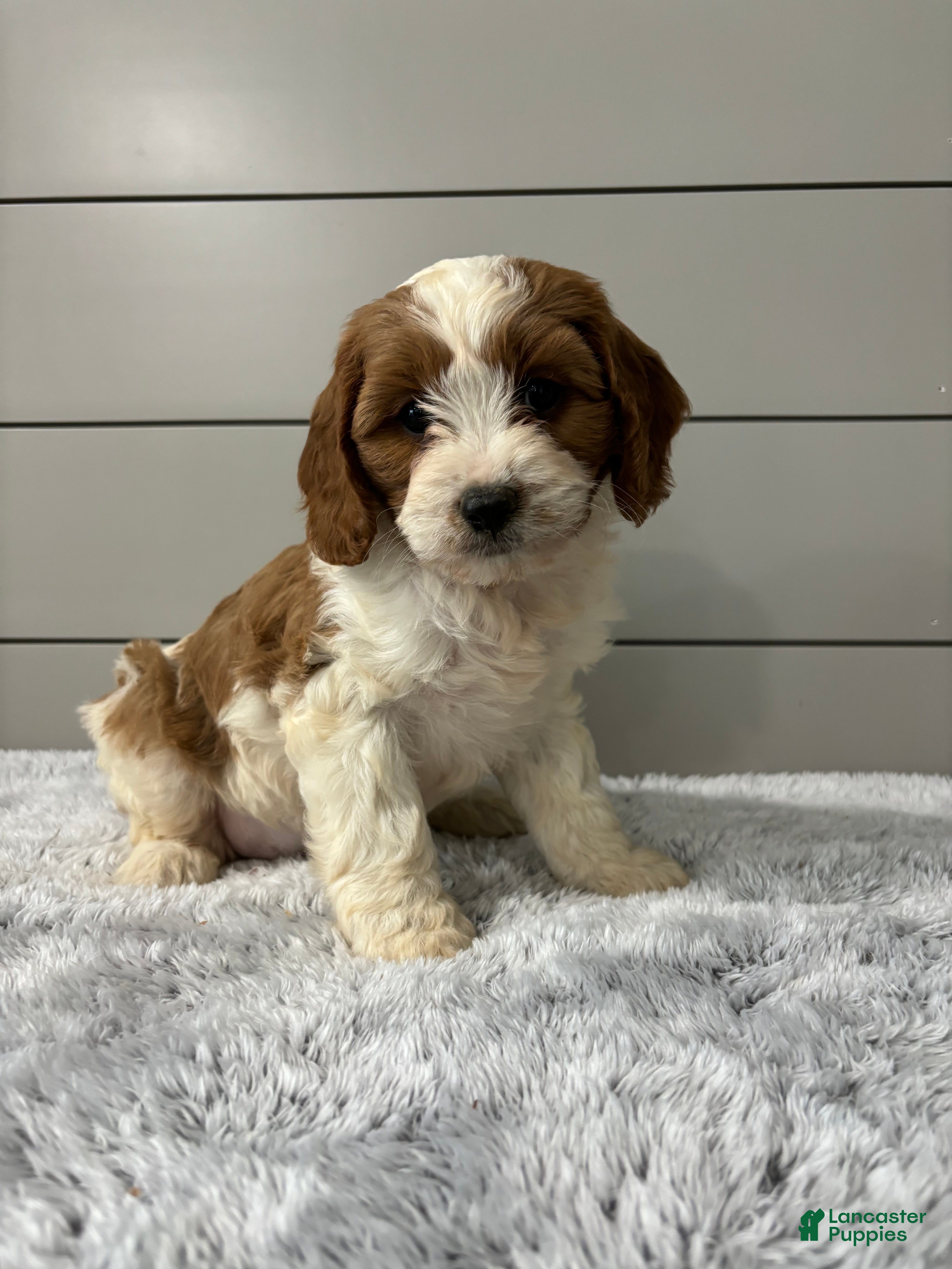 Cavapoo dogs Milo  - Ad 1