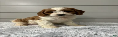 Milo 