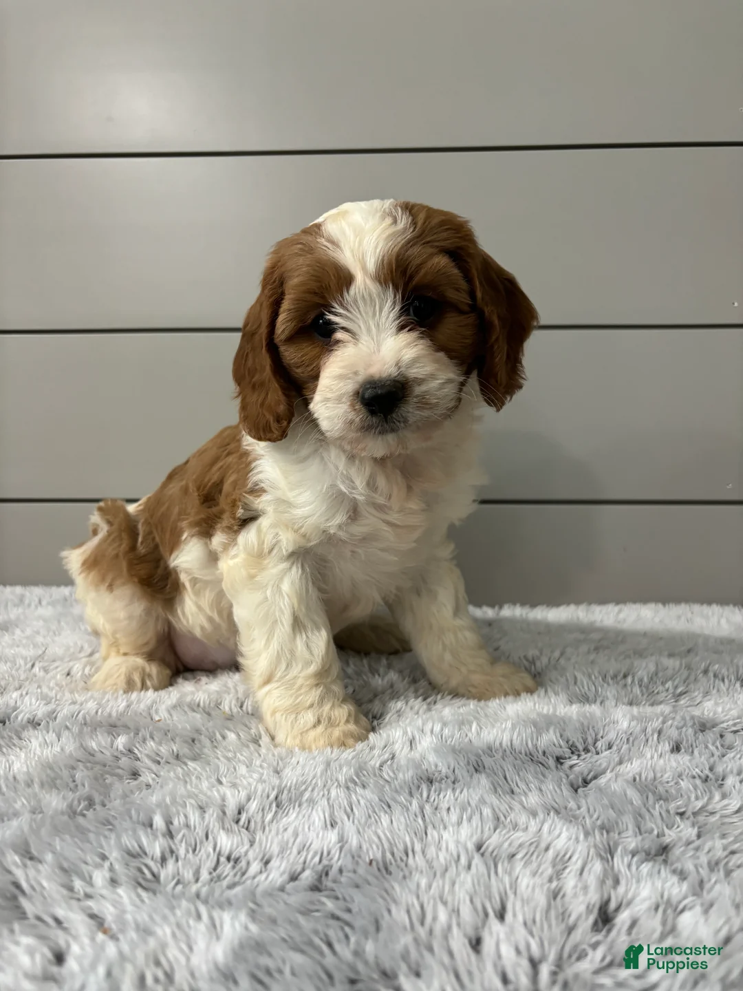 Cavapoo dogs for sale: Milo  - Ad 1