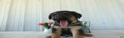 Mixed Breed dogs for sale: Mixed Breed 2 Zimba - Ad 3