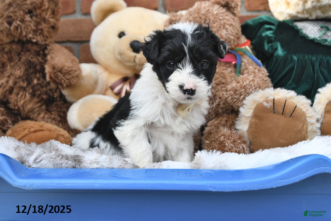 Aussiedoodle dogs for sale: Johnny - Ad 1