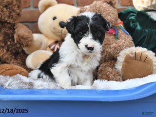 Aussiedoodle dogs Johnny - Ad 21