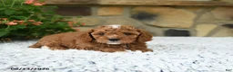 Cavapoo dogs for sale: Whisper - Ad 4
