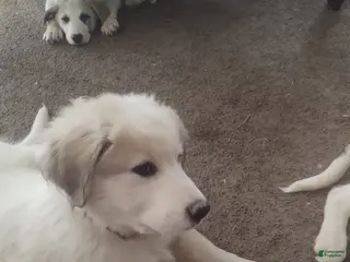 Mixed Breed dogs BUDDEE BOY - Ad 38