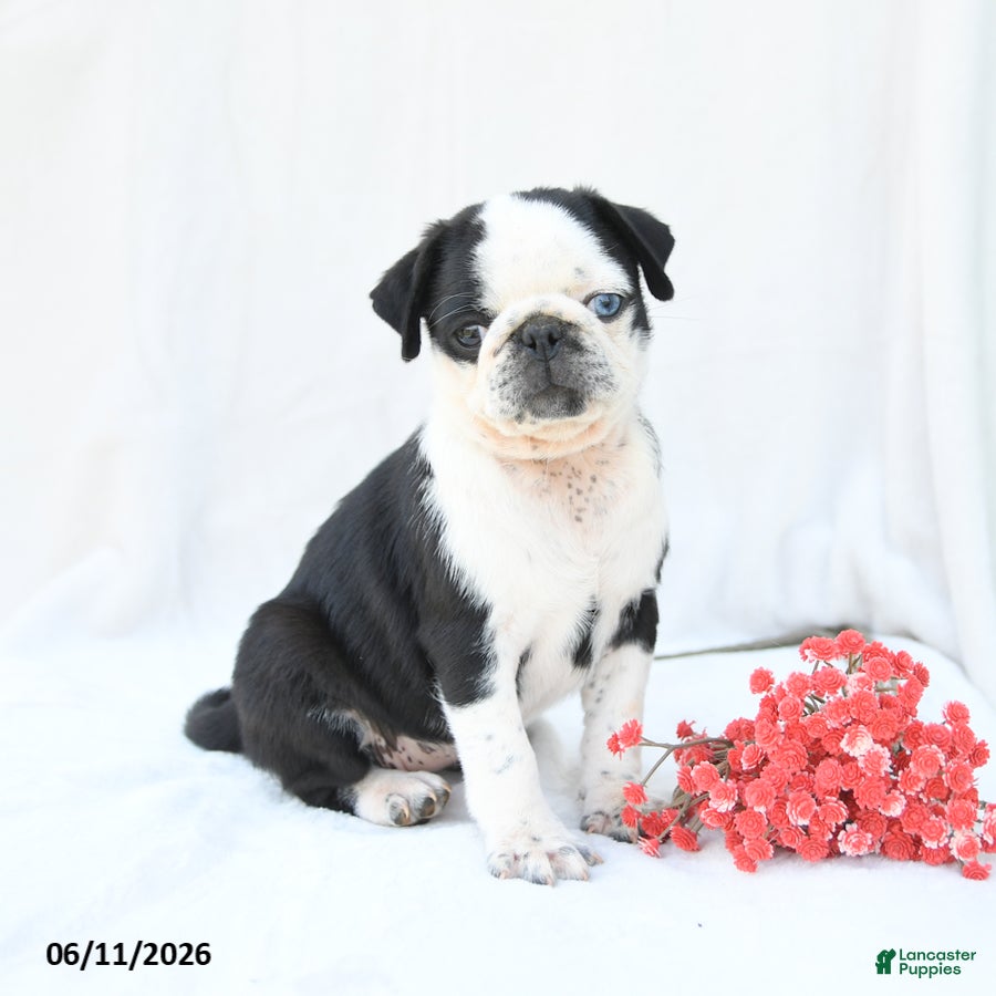 Boston Terrier dogs Havana - Ad 2