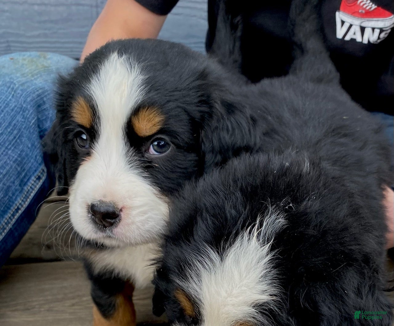 Bernese Mountain Dog dogs Boy 2  - Ad 2