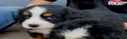Bernese Mountain Dog dogs for sale: Boy 2  - Ad 2