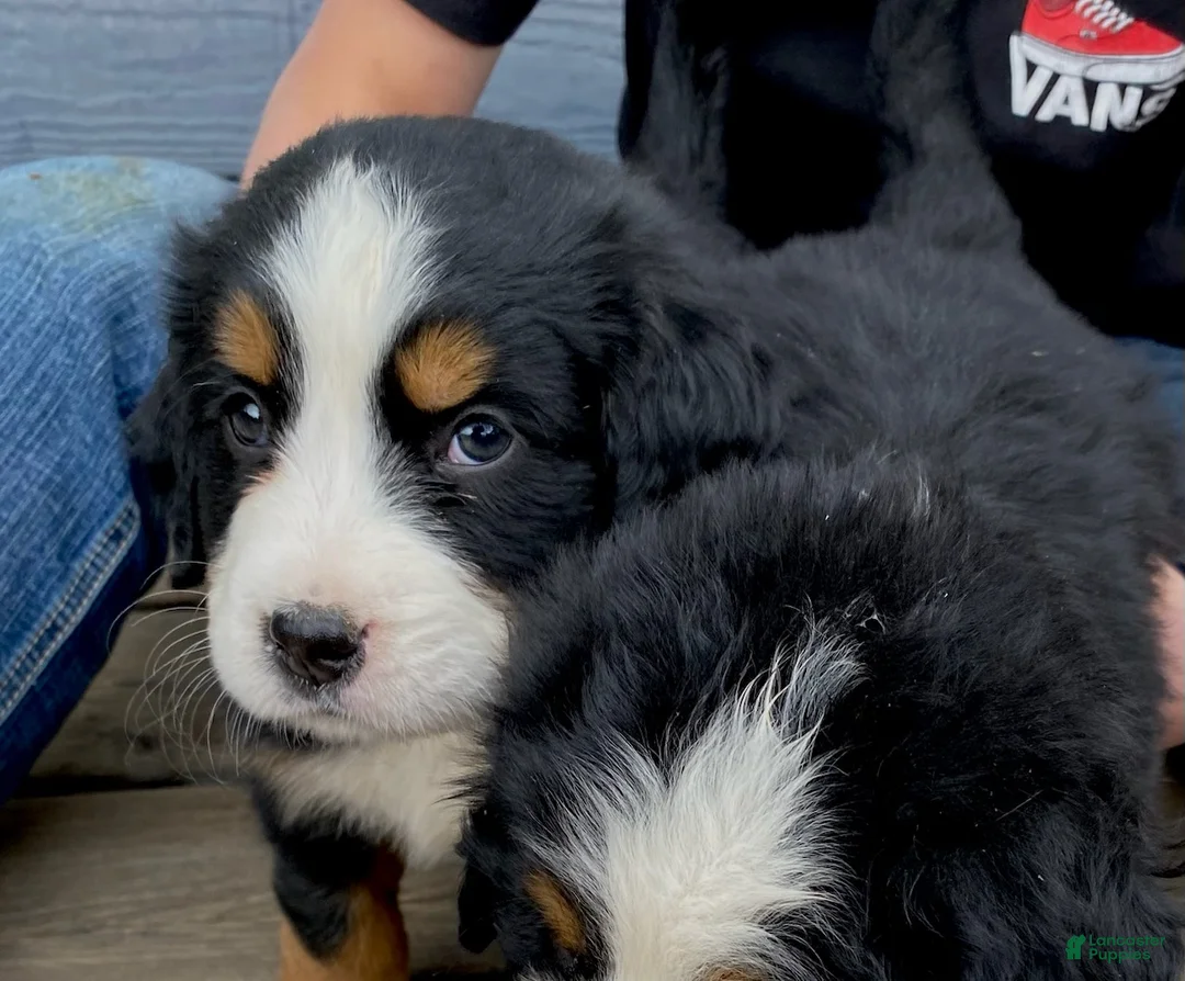 Bernese Mountain Dog dogs for sale: Boy 2  - Ad 2