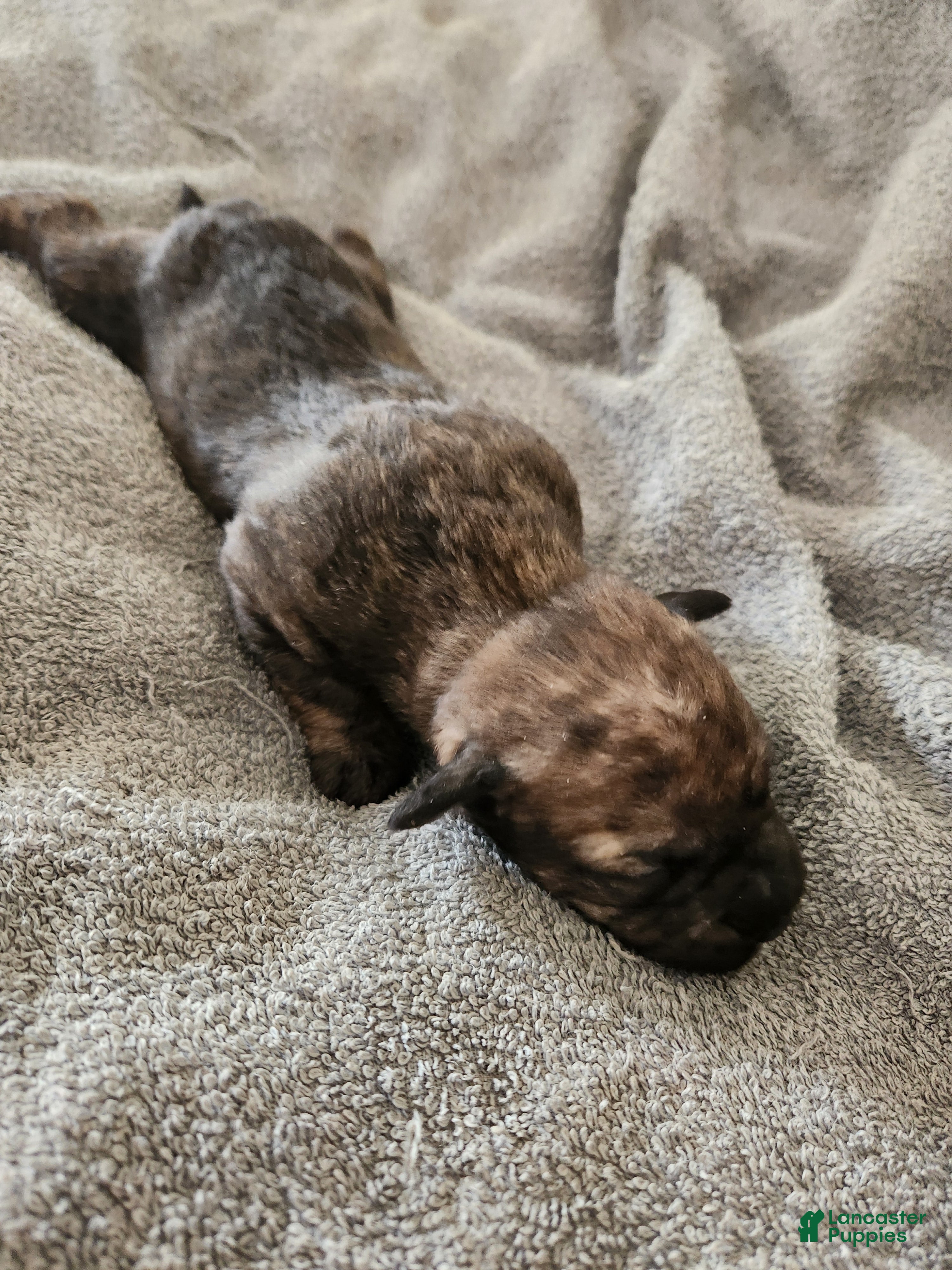 Mixed Breed dogs  SHES a Brindle  - Ad 8