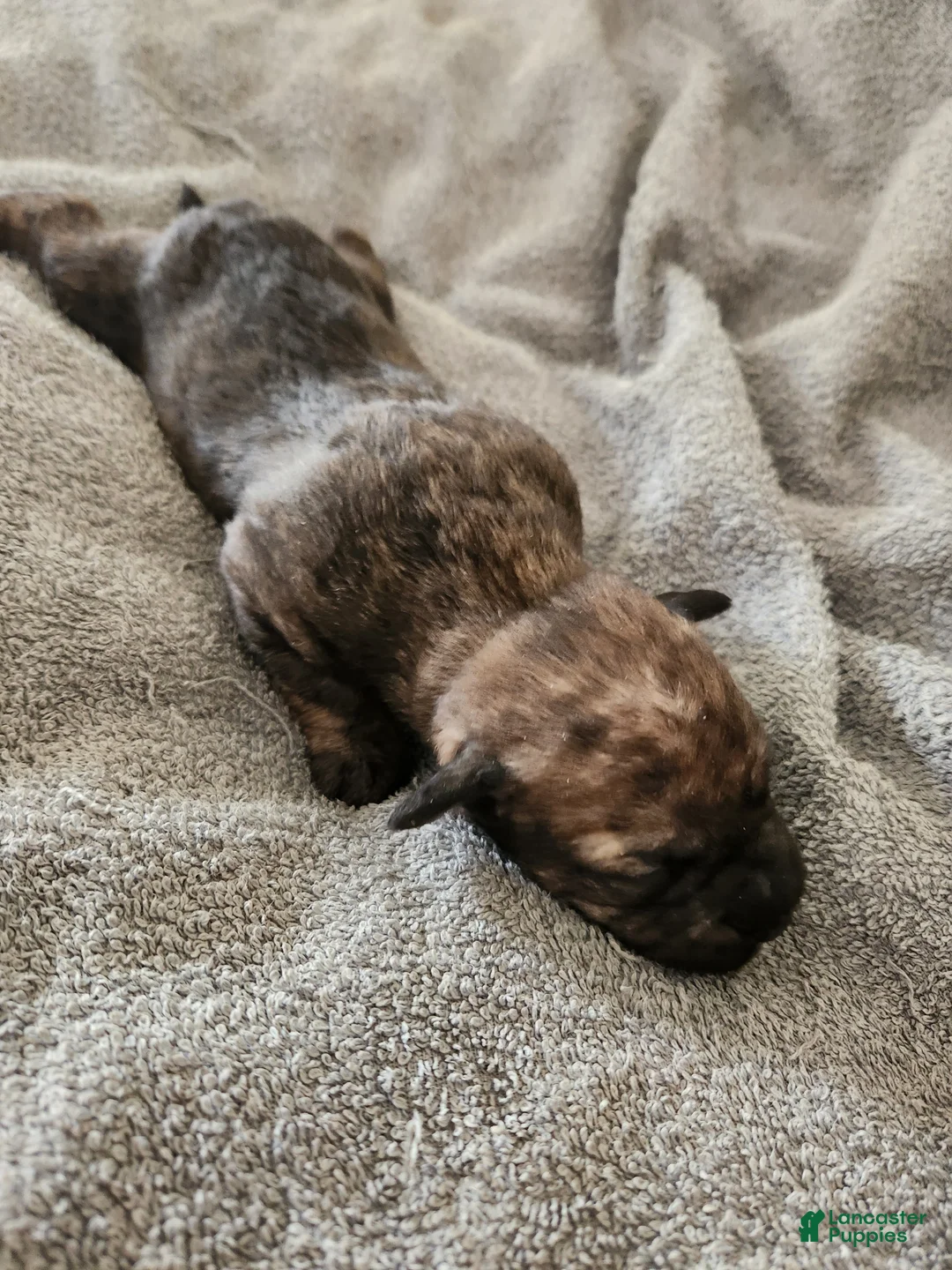 Mixed Breed dogs for sale:  SHES a Brindle  - Ad 1