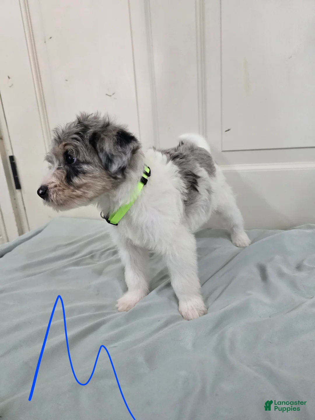 Mixed Breed dogs for sale: Green Collar - Ad 2