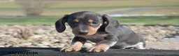 Miniature Dachshund dogs for sale: Hiccup - Ad 3