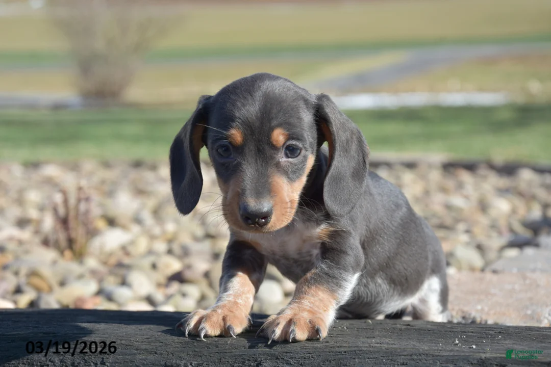 Miniature Dachshund dogs for sale: Hiccup - Ad 3