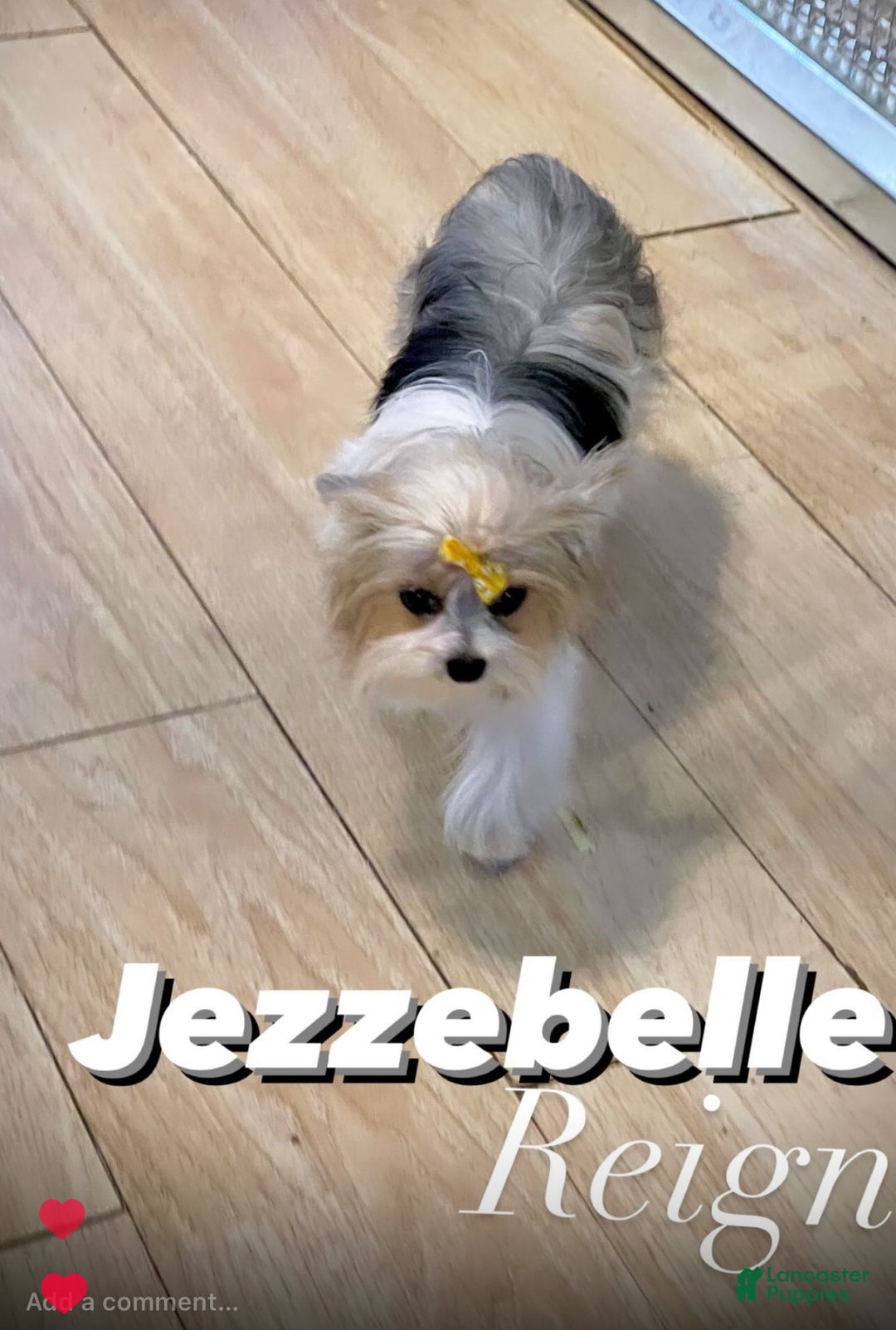 Yorkshire Terrier dogs for sale: Wakko  - Ad 18