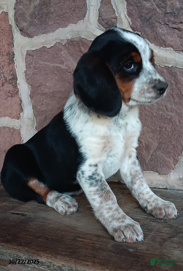 Mixed Breed dogs Lucy - Ad 42