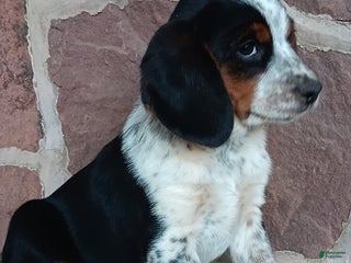 Mixed Breed dogs Lucy - Ad 40