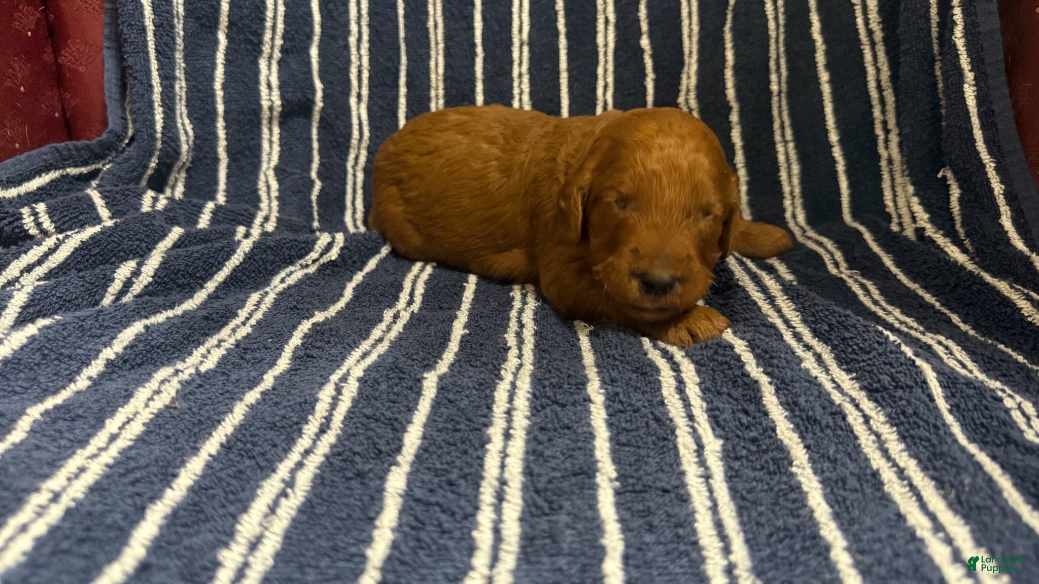Goldendoodle dogs 🧡 Mr. Orange - Ad 1