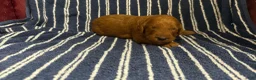 Goldendoodle dogs for sale: 🧡 Mr. Orange - Ad 1