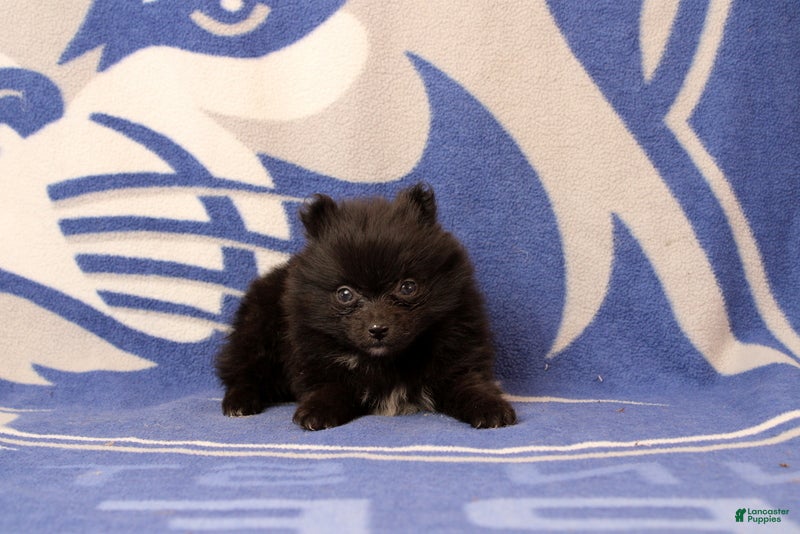 Pomeranian dogs for sale: Gerald - Ad 2