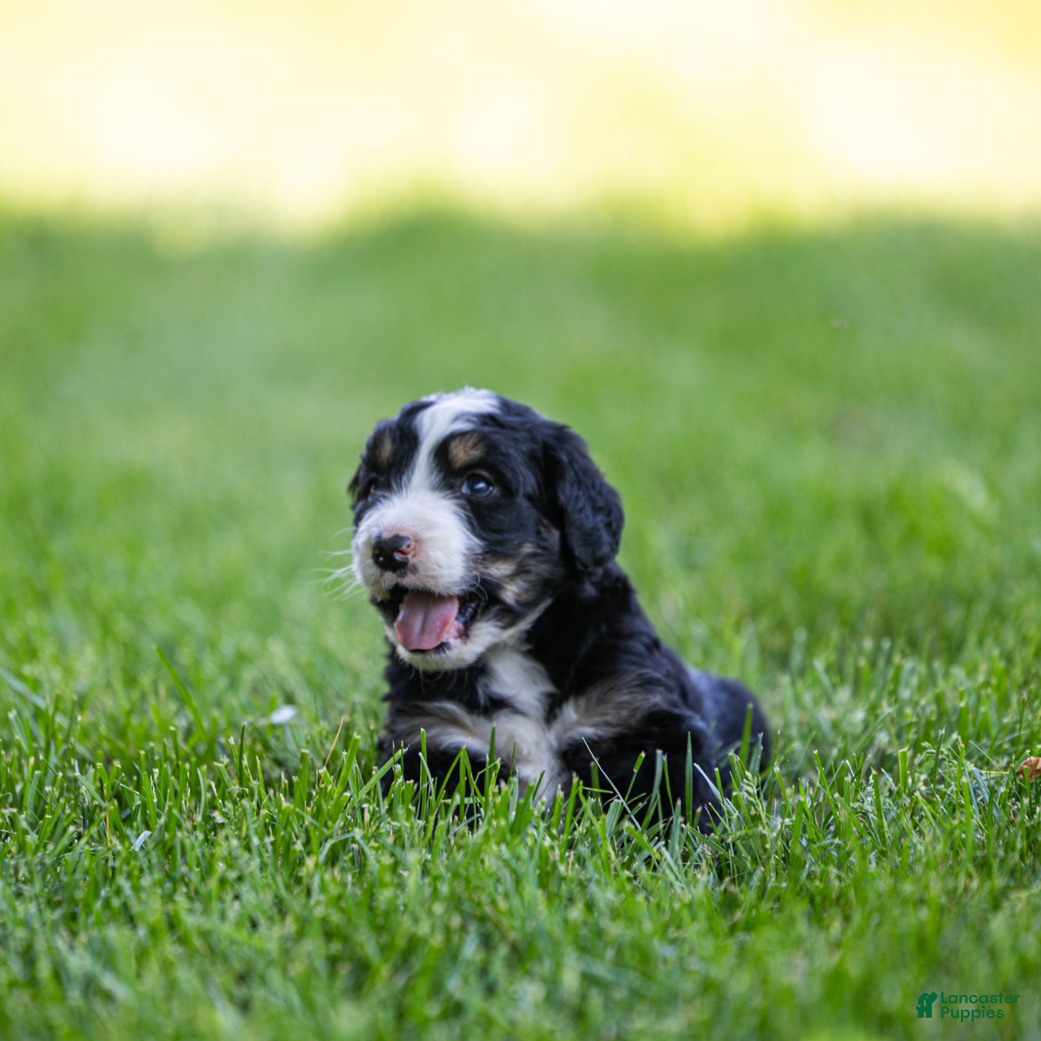 Bernedoodle dogs Rhett Bernedoodle Puppy  - Ad 2