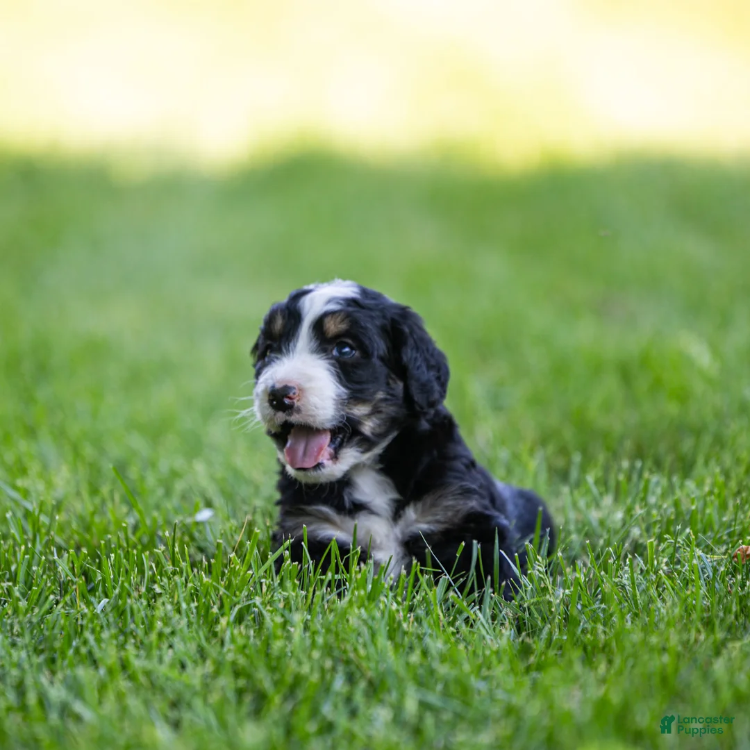 Bernedoodle dogs for sale: Rhett Bernedoodle Puppy  - Ad 2