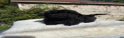 Yorkiepoo dogs for sale: Yorkiepoo 2 - Ad 8