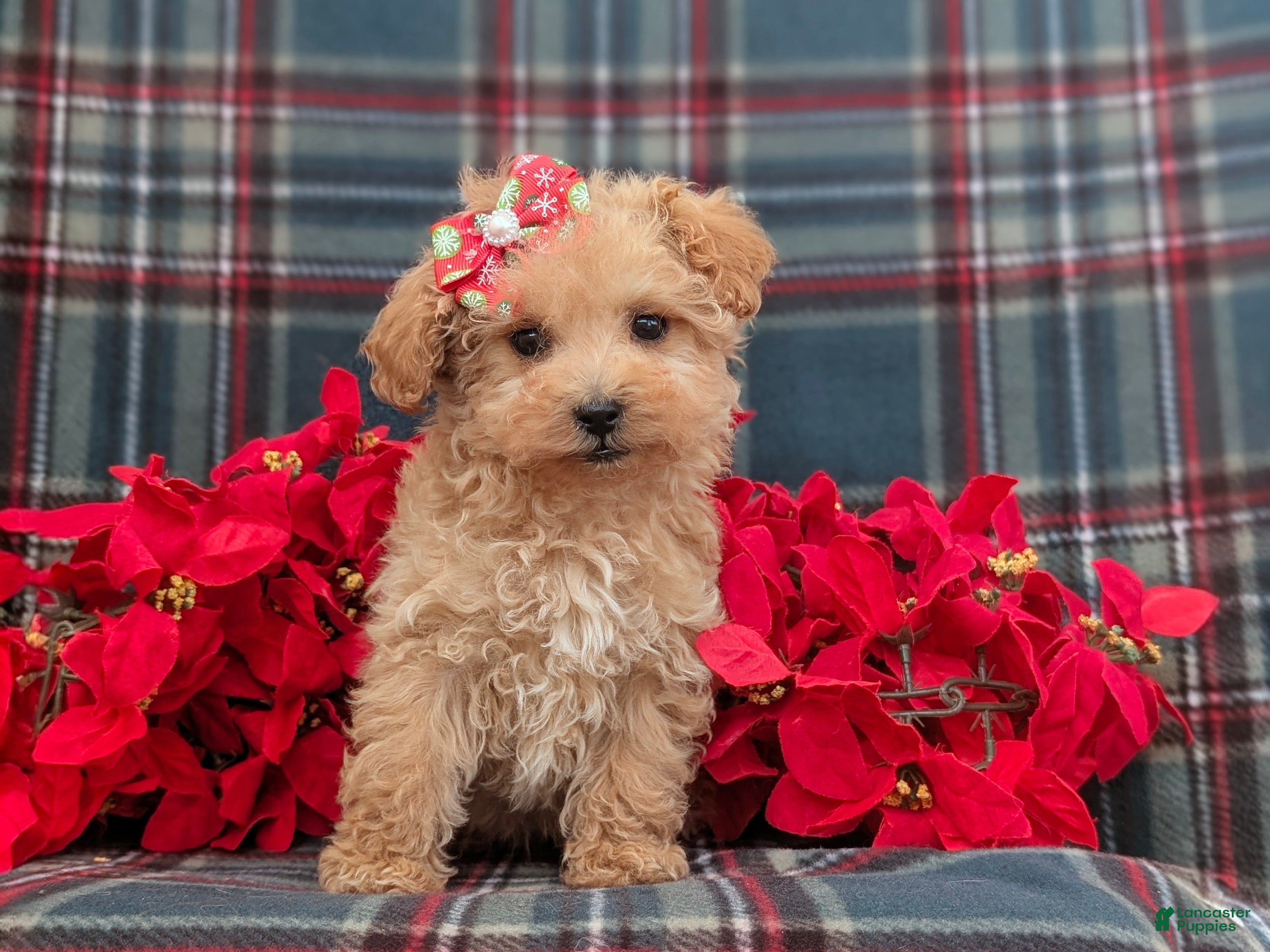 Bichpoo dogs Venus 8 lbs Full Grown - Ad 32