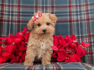 Bichpoo dogs Venus 8 lbs Full Grown - Ad 42