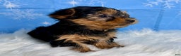Yorkshire Terrier dogs for sale: Elsa - Ad 3