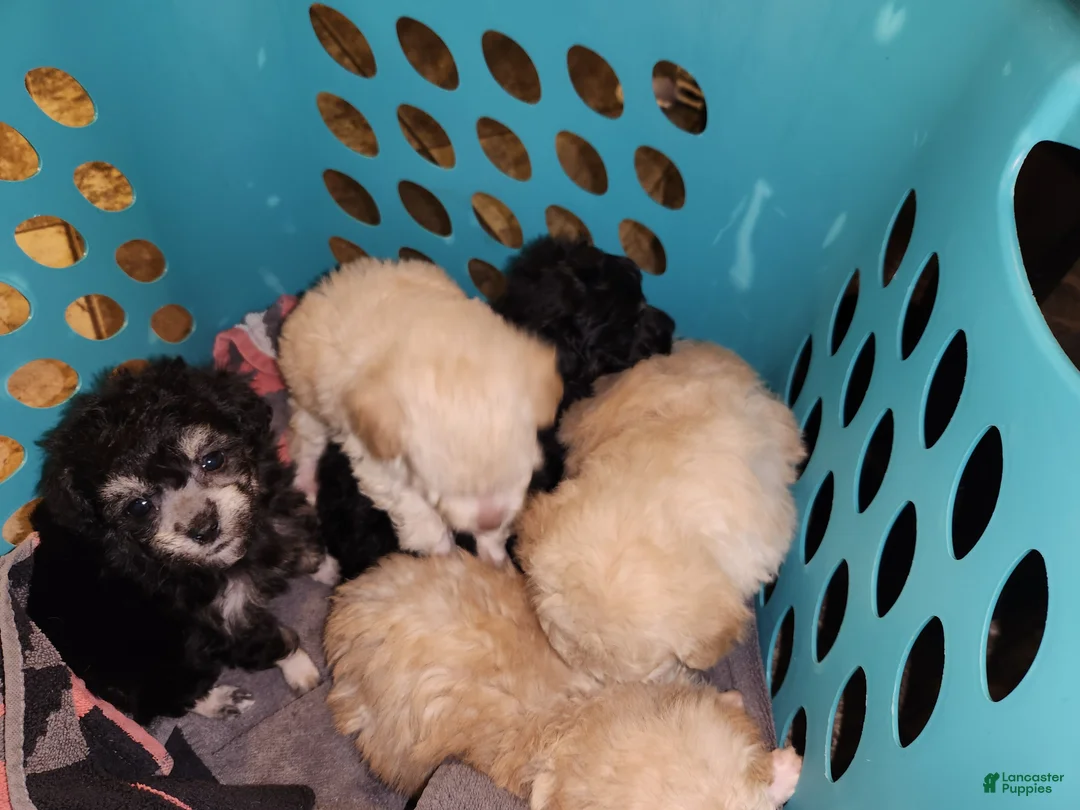 Havapoo dogs for sale: Havapoo Puppy 1 - Ad 14