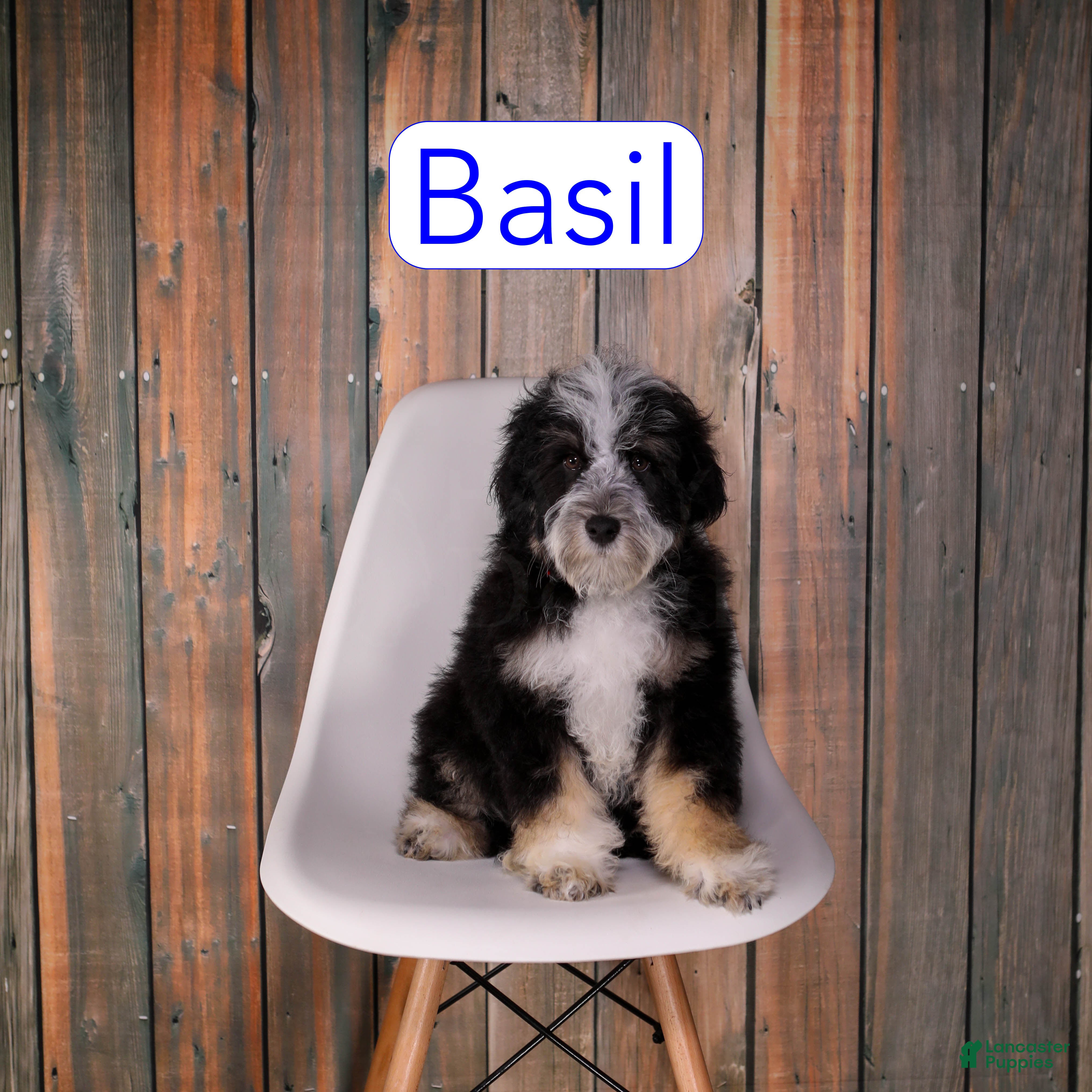 Mixed Breed dogs Mixed Breed 1 - Ad 34