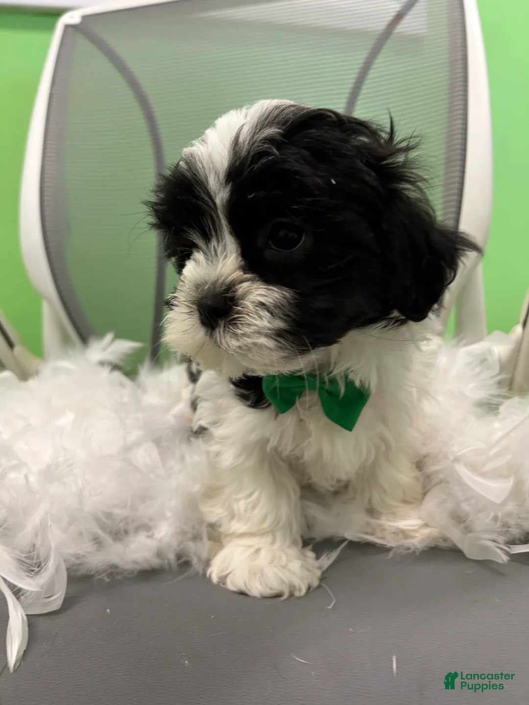 Malshi dogs for sale: Malshi Puppy 3 - Ad 3