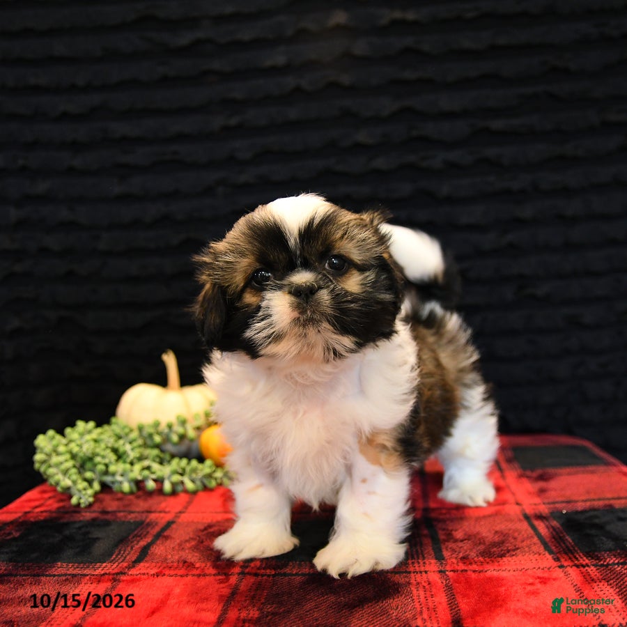 Shih Tzu dogs Buck - Ad 1