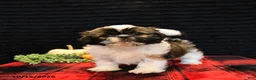 Shih Tzu dogs for sale: Buck - Ad 1
