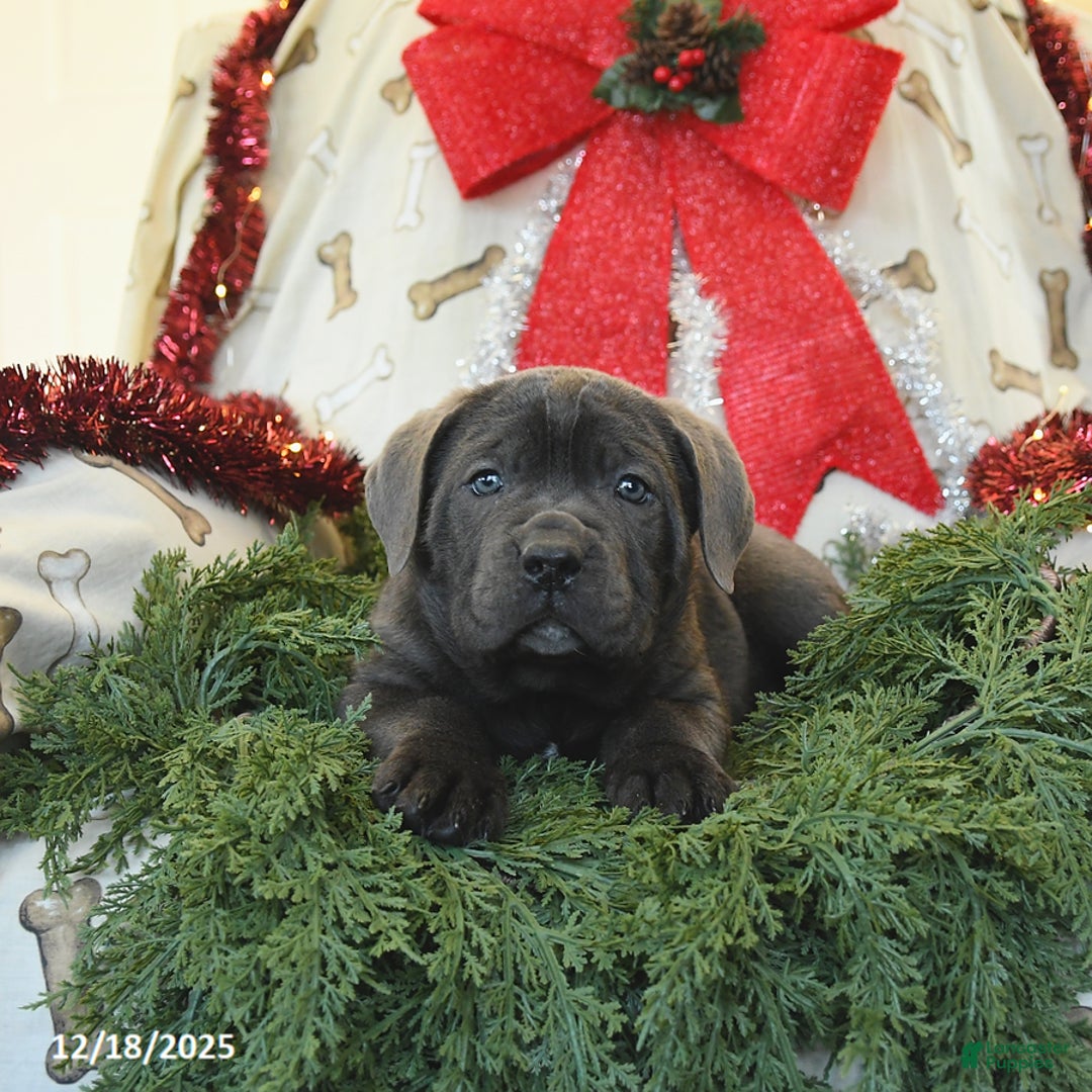 Cane Corso dogs for sale: Prince   - Ad 2