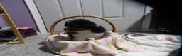 Miniature Australian Shepherd dogs for sale: Meggy - Ad 3