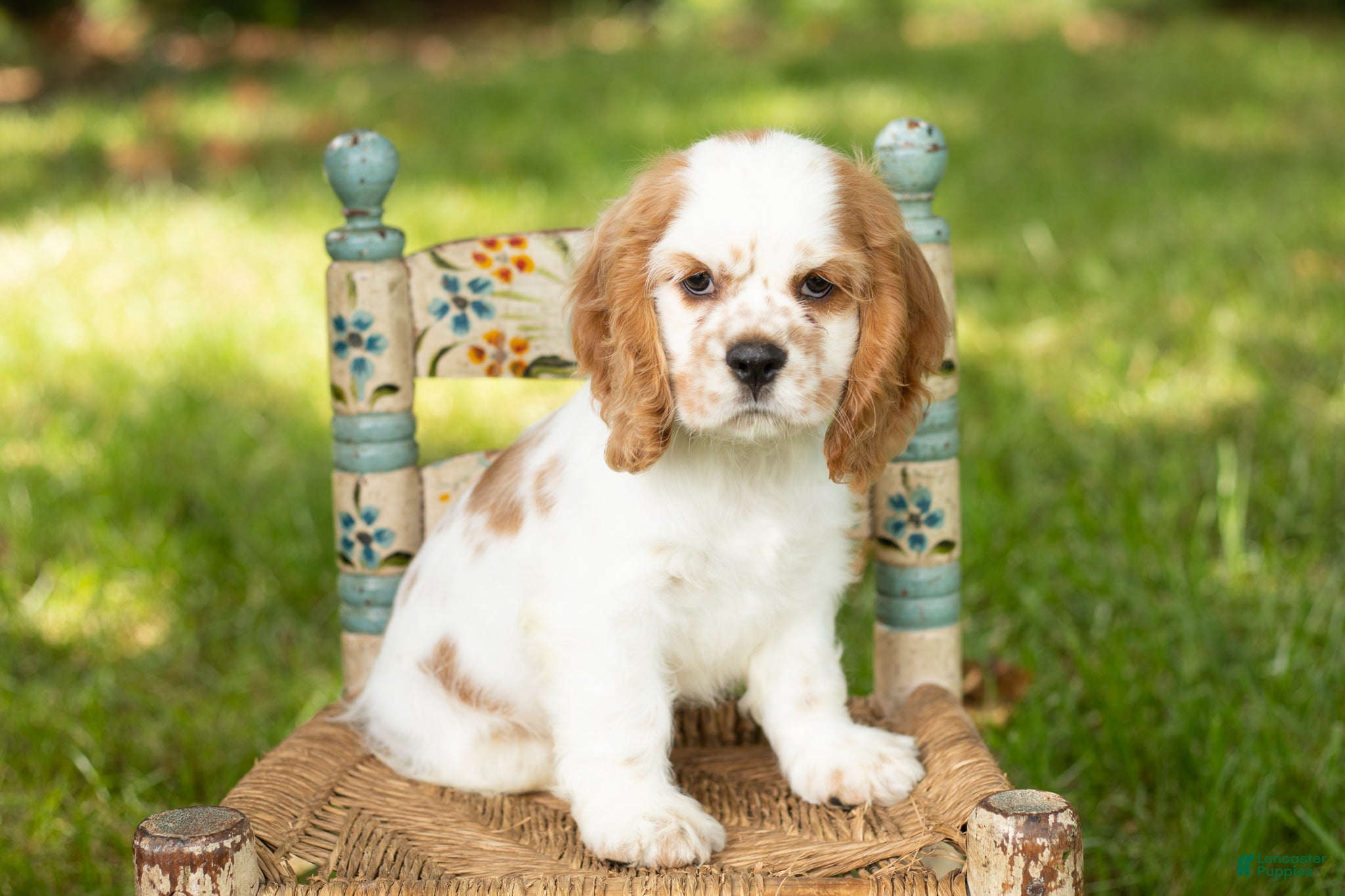 Cocker Spaniel dogs Checkers - Ad 42