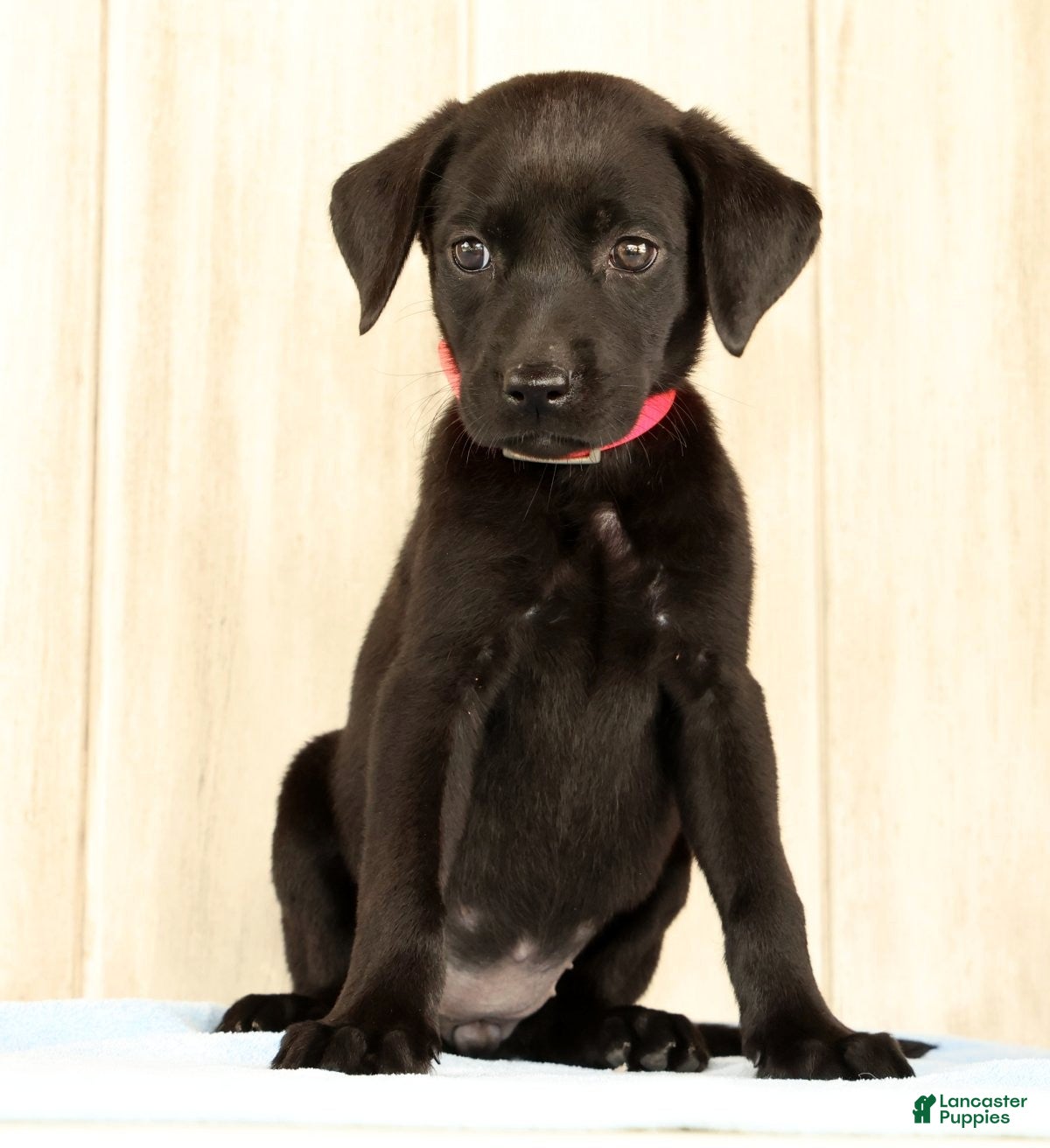 Labrador Retriever dogs Boba - Ad 2