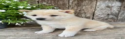 Shiba Inu dogs for sale: Tito - Ad 6