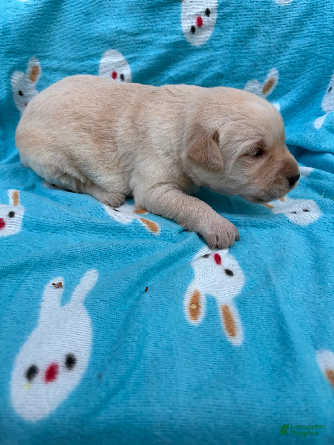 Labrador Retriever dogs for sale: Annie - Ad 2