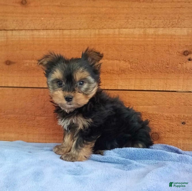 Yorkshire Terrier dogs Winston - Ad 2