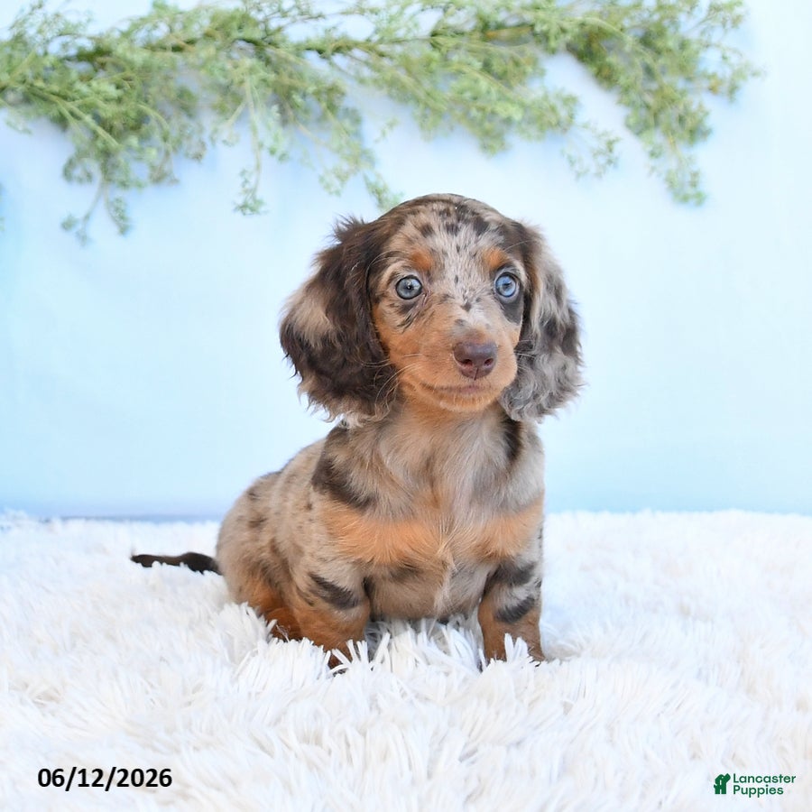 Miniature Dachshund dogs Stella - Ad 1