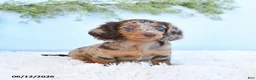 Miniature Dachshund dogs for sale: Stella - Ad 1