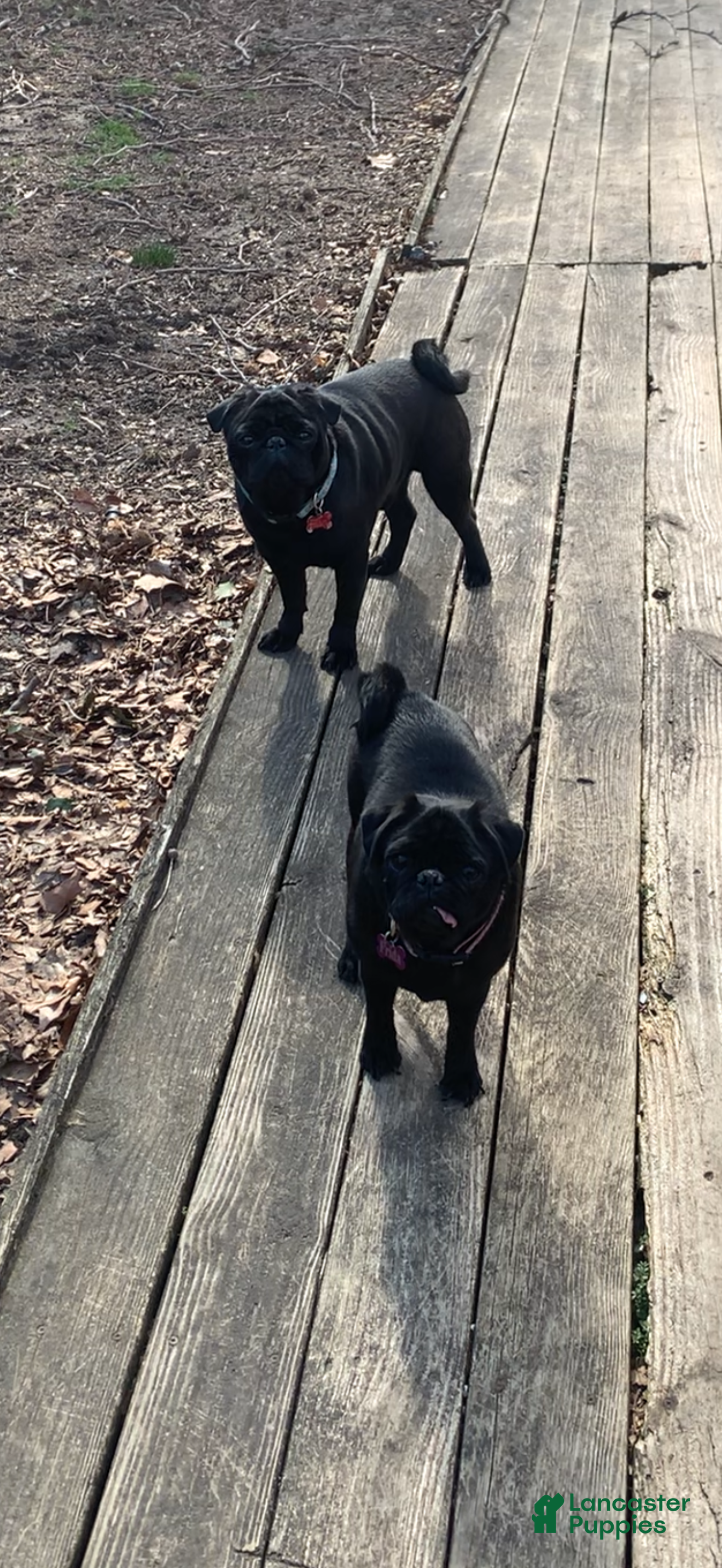 Pug